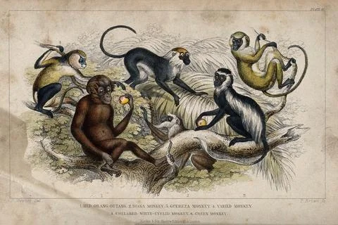 Six different specimen of monkeys and apes shown in their arboreal habitat... Stock Illustration