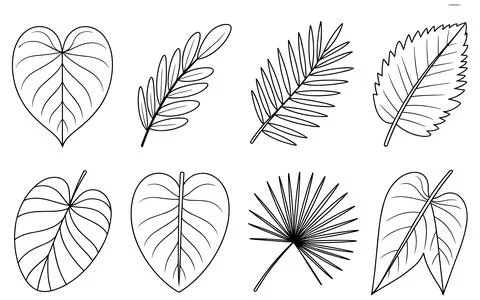 Six Different Types of Leaves Line botanical plant Stock-Illustration