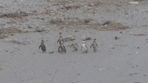 Six dirty penguins walking on beach Stock Footage 116643156