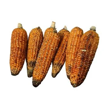 Six Dried Orange Corn Cobs on White Background 스톡 사진