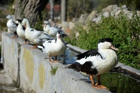 Six ducks are standing next to the fountain. Stock Photos