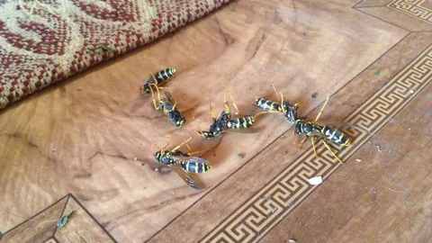 Six dying wasps on the floor . Close up 2 Stock Footage 73678794