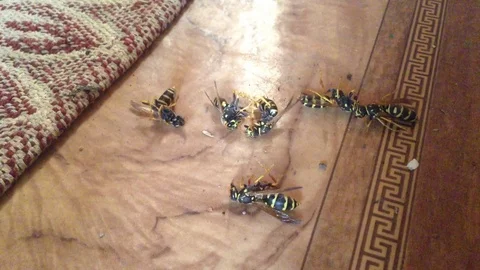 Six dying wasps on the floor . Close up Stock Footage 73678861
