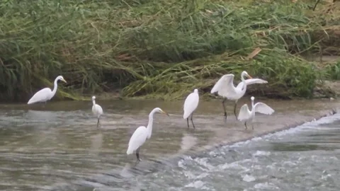 Six Egrets Foraging and Competing in a Stream After Rain Stock Footage 340757800