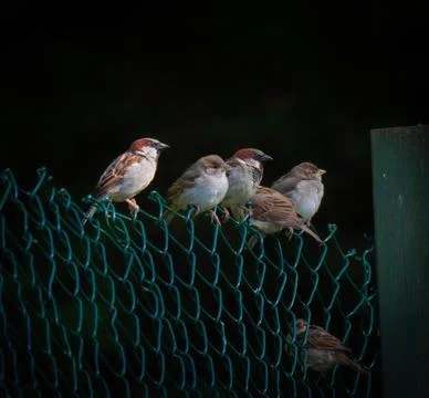 Six Eurasian Tree Sparrows perched on green wire fencing Stock Photos