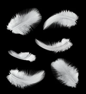 Six feathers Stock Photos