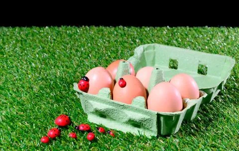 Six fresh eggs in a box Foto stock