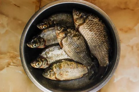 Six fresh raw fish Stock Photos