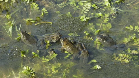 Six frogs grayish males huddle on top of each other among the frogspawn, Stock Footage 217844451