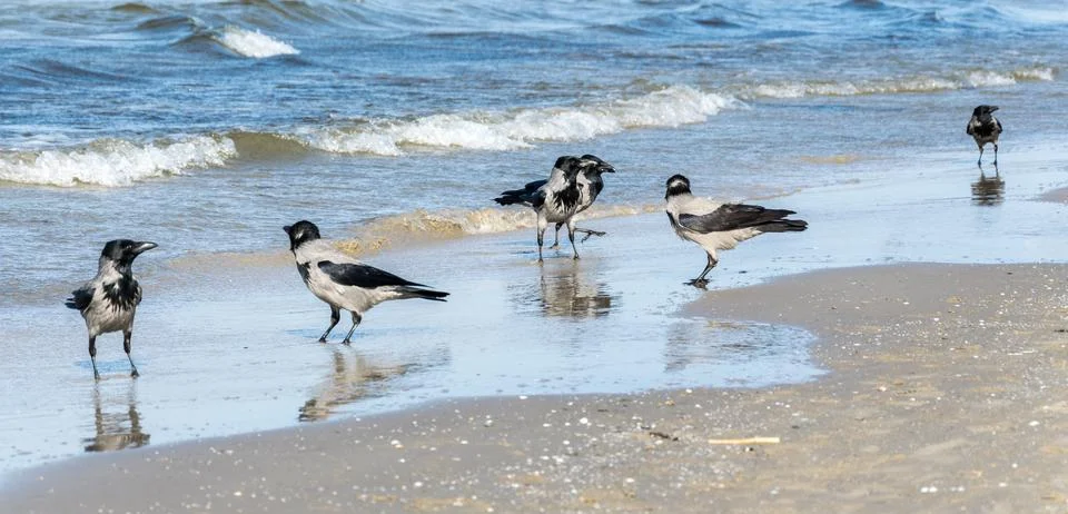 Six gray crows, Corvus Cornix, walking in shallow water. Stock Photos