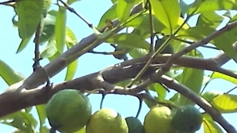 Six guava fruit hanging on the tree Stock-Footage 120674956
