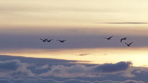 Six Gulls in Formation Above Sunset Clouds - slow motion Stock Footage 12539302