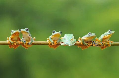 Six javan tree frogs sitting on a branch with one facing the other way, 스톡 사진
