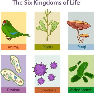 The Six Kingdoms of life Stock Illustration
