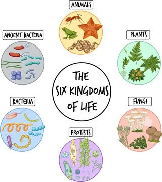The six kingdoms of life Stock Illustration