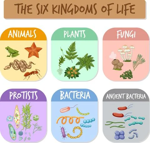 The six kingdoms of life Stock Illustration