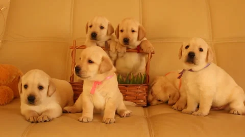 Six labrador puppies Stock Footage 36802458