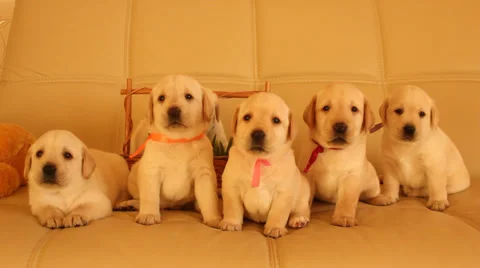 Six labrador puppies Video stock 36802481