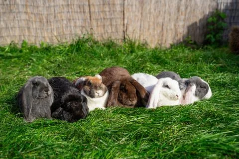 Six Large sized red white grey black rabbits lop-eared ram sit on green grass Stock Photos