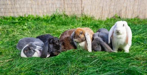 Six Large sized red white grey black rabbits lop-eared ram sit Stock Photos