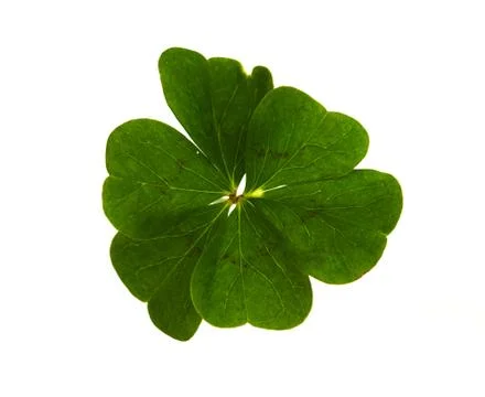 Six-leaf clover isolated over white Stock-Fotos