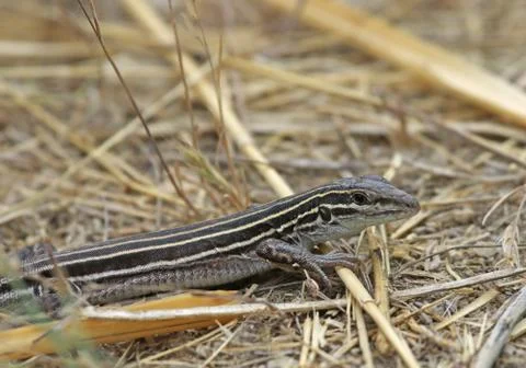 Six-lined Racerunner Lizard Stock Photos