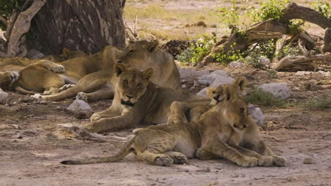 Six lions in the shade of an old tree. A cub enters the frame and nuzzles Video stock 332628440