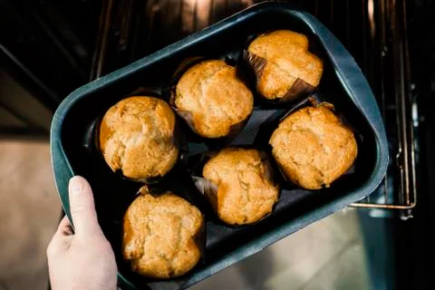 Six muffins on a baking sheet from the oven. Stock Photos