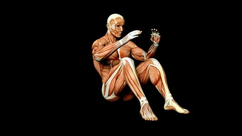 Six Pack Abs Sit Ups Workout Human Muscles Anatomy Medical Tendons Stock Footage 101239757