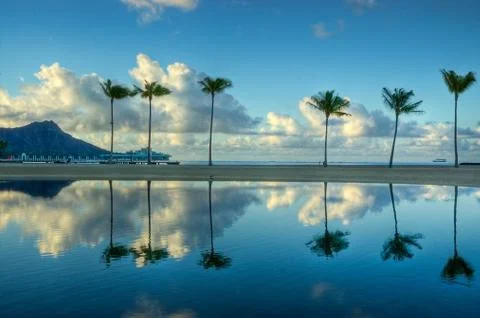 Six palms 写真素材