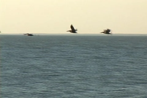 Six Pelicans Flying Stock Footage 545551