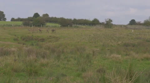 Six Pere David Deer, a rare type of deer Stock Footage 43257008