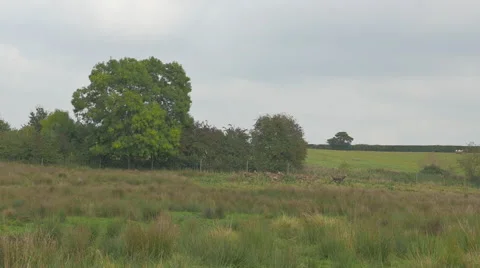 Six rare Pere David Deer runing, slow motion Stock Footage 43252447