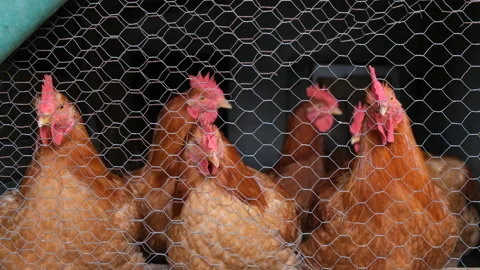 Six Roosters in a Poultry behind a fence. Stock Footage