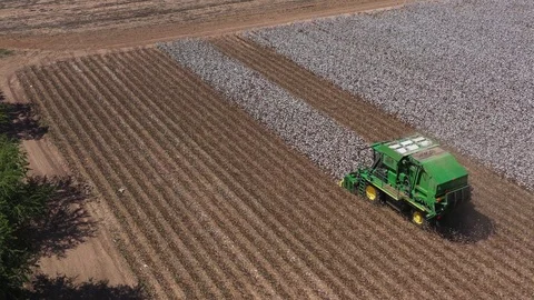 Six Row Cotton Picker in Action, Brazos County, Texas, USA Stock Footage 129286502