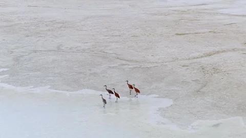 Six Sandhill Cranes Gathered in Open Marsh Water Stock Footage 345296059