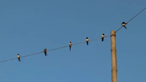 Six seabirds sit parallel to each other on an electricity wire Stock Footage 244048946