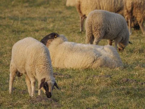 Six sheep on a green meadow, while one is lying down and the others are grazing, 写真素材