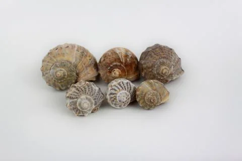 Six shells arranged isolated on white background Stock Photos