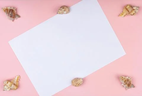 Six shells on a pink background Stock Photos