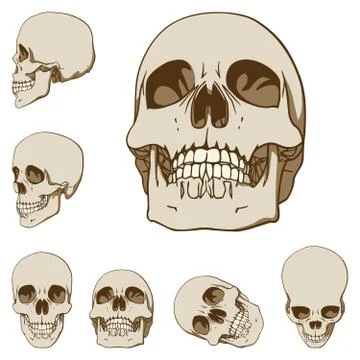 Six skulls set Stock Illustration