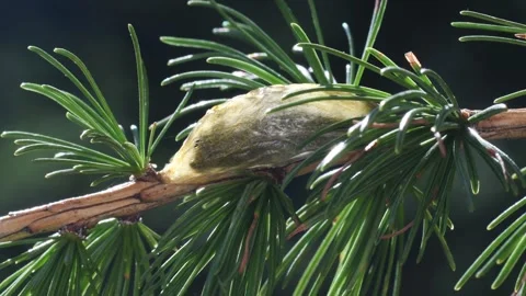 Six-spot burnet  chrysalis, chrysalis,  Zygaena filipendulae, moth, Zygaenidae, Stock Footage 327677967