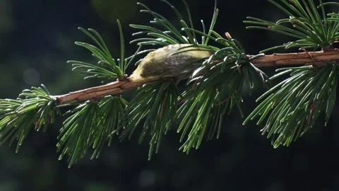 Six-spot burnet  chrysalis, chrysalis,  Zygaena filipendulae, moth, Zygaenidae, Stock Footage 327677983