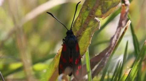Six-Spot Burnet Moth close up, Zygaena filipendulae Video stock 12082224