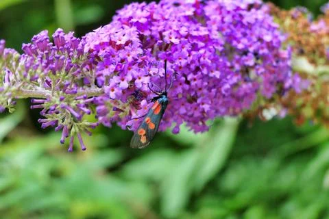 Six-spot Burnet Moth. Stock Photos