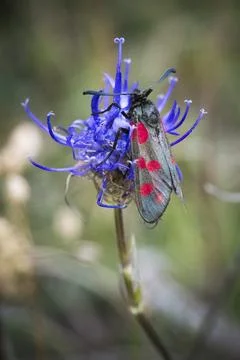 Six-spot burnet moth resting on Rampion flower Stock Photos