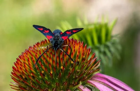 Six spot burnet moth resting on Echinacea flower Stock Photos