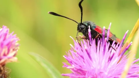 Six Spot Burnet Moth. Scientific name Zygaena filipendulae. Stock-Footage 193992445