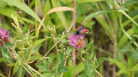 Six Spot Burnet Moth Sitting on a Purple Blooming Clover Stock Footage 132194250