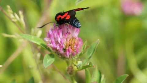 Six Spot Burnet Moth Sitting on a Purple Blooming Clover, Close-Up Stock Footage 132194278